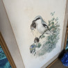 Reproduction - Lithographie Oiseaux - J.Gould - Lanius Excubitor