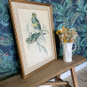 Reproduction - Lithographie Oiseaux - J.Gould - Platycercus Barnardi
