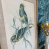 Reproduction - Lithographie Oiseaux - J.Gould - Platycercus Barnardi