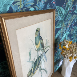 Reproduction - Lithographie Oiseaux - J.Gould - Platycercus Barnardi