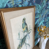Reproduction - Lithographie Oiseaux - J.Gould - Platycercus Barnardi