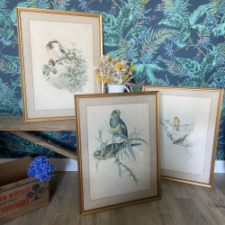 Reproduction - Lithographie Oiseaux - J.Gould - Platycercus Barnardi