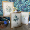 Reproduction - Lithographie Oiseaux - J.Gould - Platycercus Barnardi