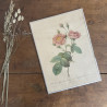 Estampe - P.J. Redouté - Rosa Centifolia Anemonoides