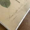 Estampe - P.J. Redouté - Rosa Centifolia Anemonoides