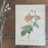 Estampe - P.J. Redouté - Rosa Centifolia Anemonoides